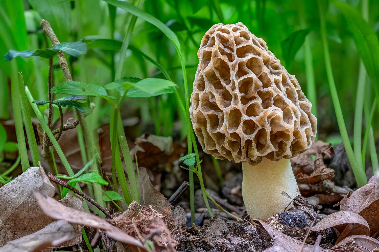 Morel — the spring hunt