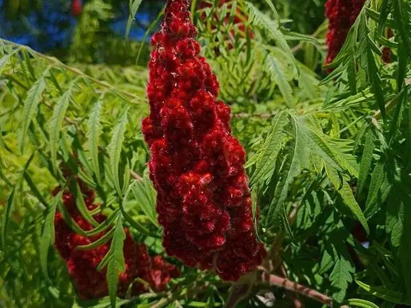 Staghorn sumac