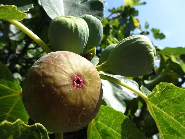 Chicago Hardy fig