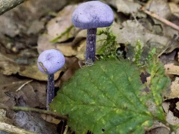 Amethyst deceiver