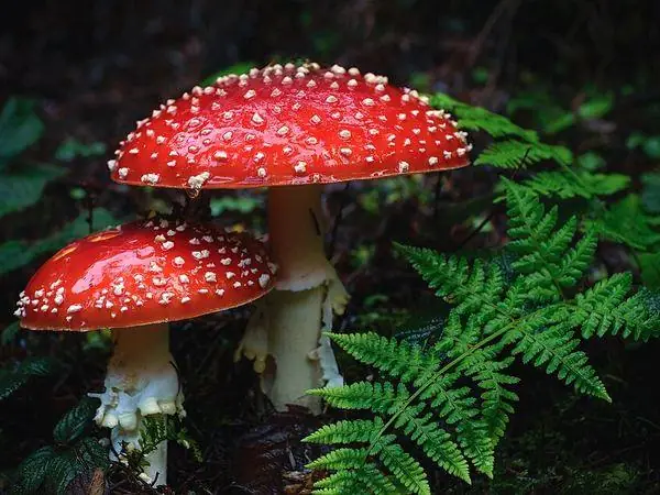 Fly agaric