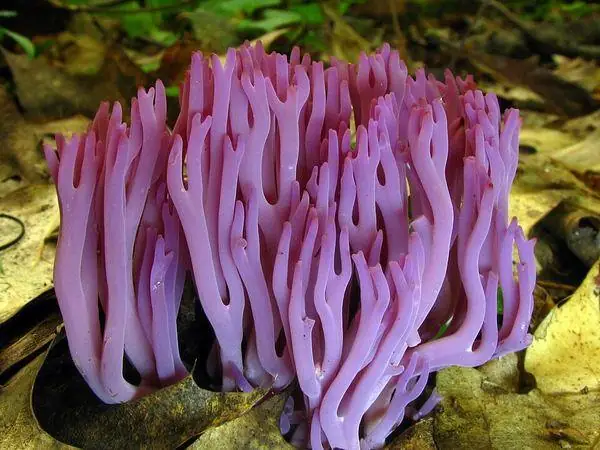 Violet coral