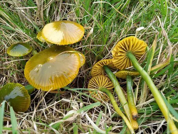 Parrot waxcap