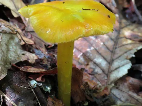 Yellow waxcap