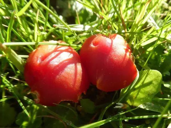 Scarlet waxcap