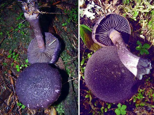 Purple cort