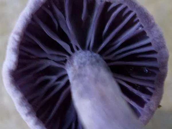 Lilac laccaria