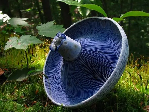 Indigo milkcap
