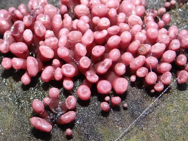 Pink jelly drops