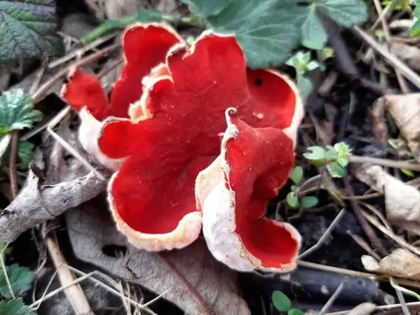 Scarlet elfcup