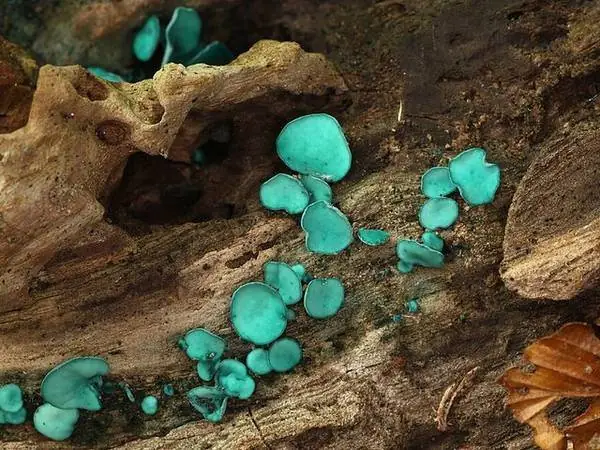 Green elfcup
