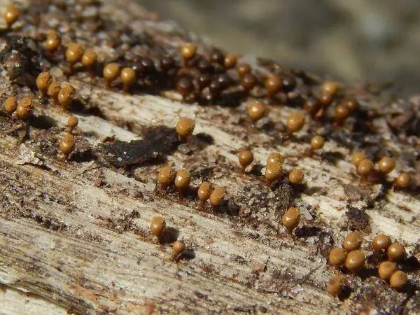 Slime mold