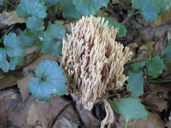 Coral fungus