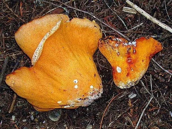 Lobster mushroom