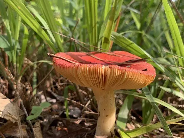 Russula