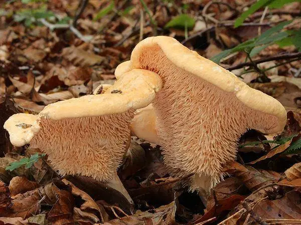 Hedgehog