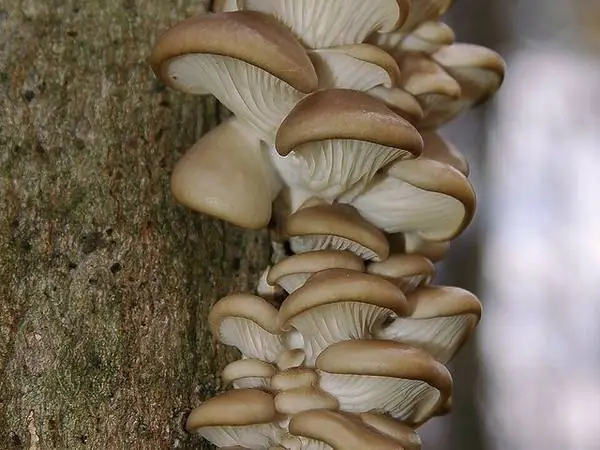 Oyster