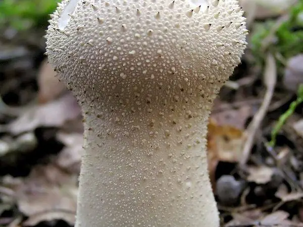 Puffball