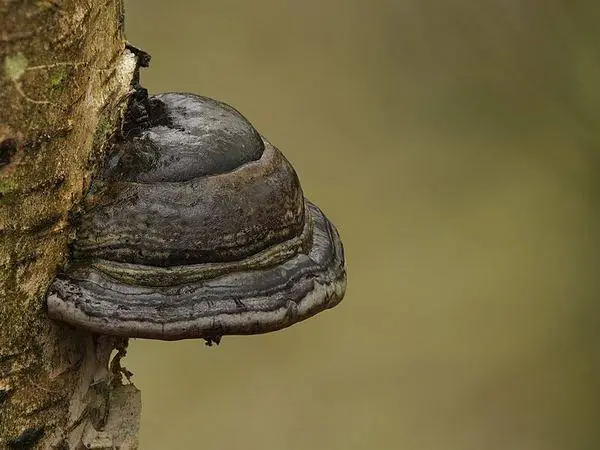 Bracket fungus