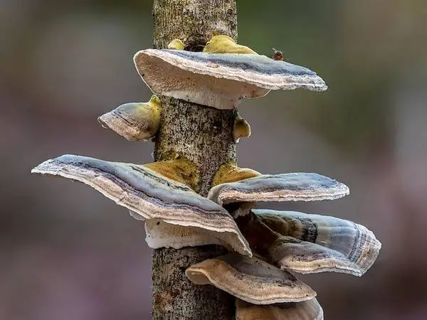 Turkey tail