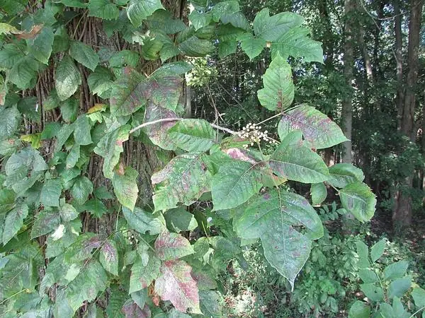 Leaves of three