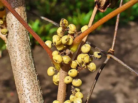 Hairy stem