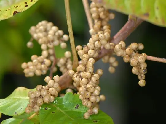 Pale berries