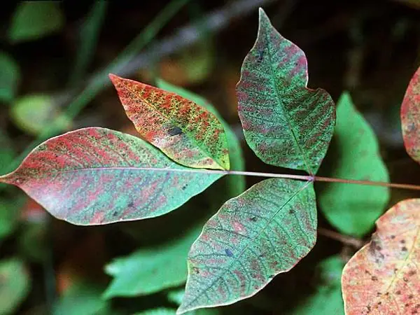 Smooth leaflets