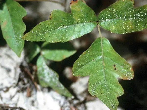Leaves of three