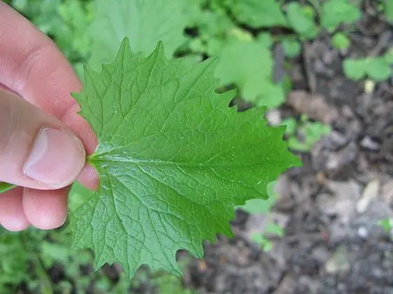 Leaf