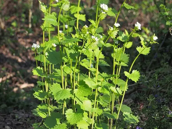 Whole plant