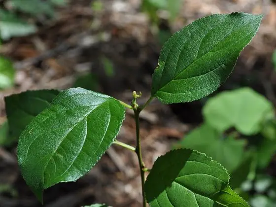 Leaf