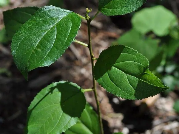Shrub