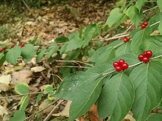 Fruit (red)