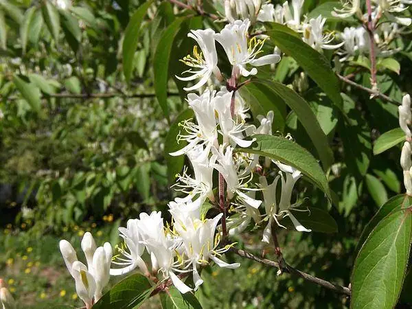 Shrub