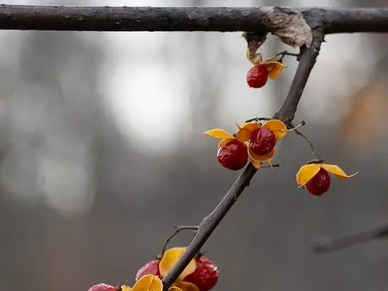 Fruit (orange/red)