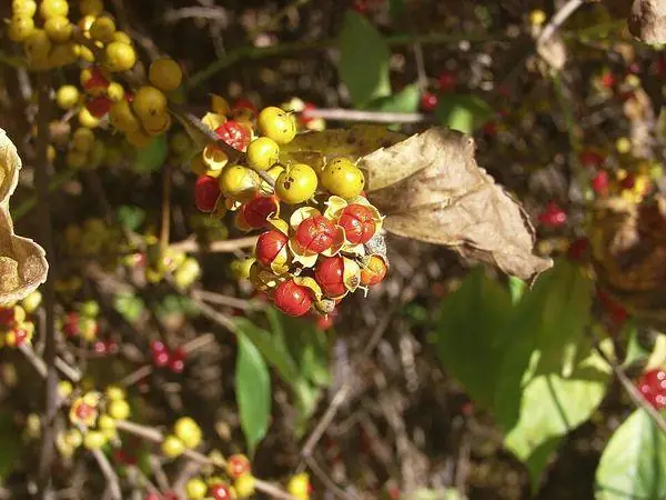 Vine