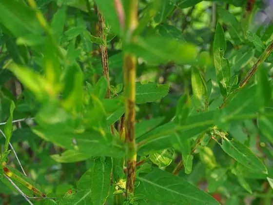 Leaf & stem