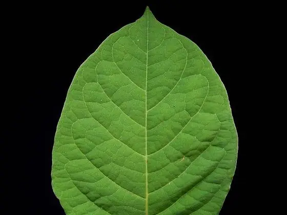 Leaf