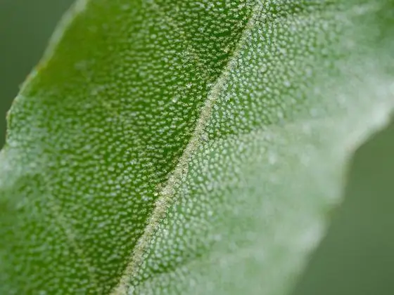 Leaf (silver beneath)