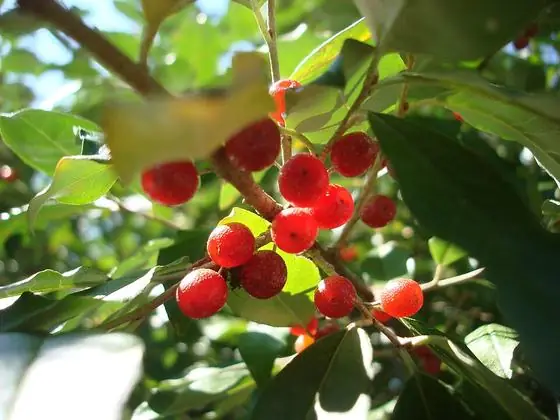 Fruit (speckled red)