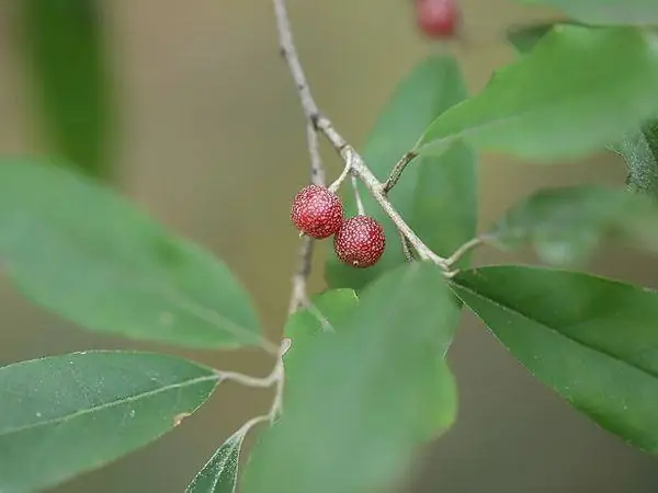 Shrub
