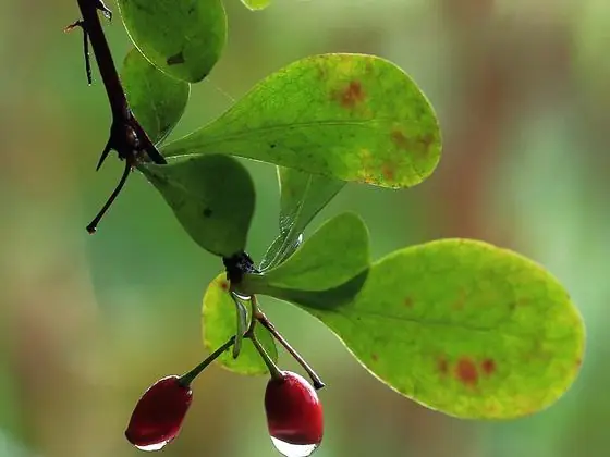 Fruit (red)