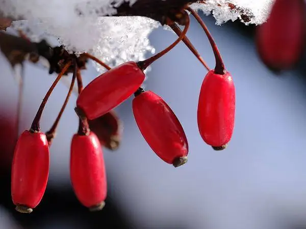 Shrub