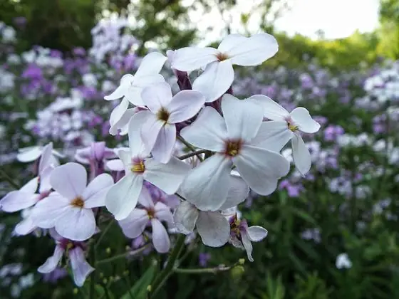 Flower (4 petals)