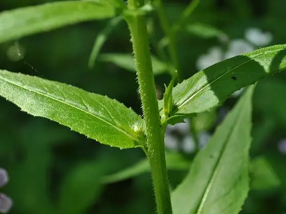 Leaf