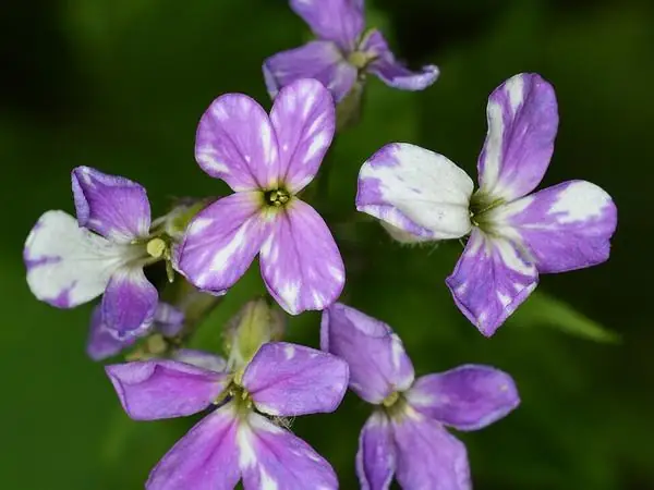 In bloom