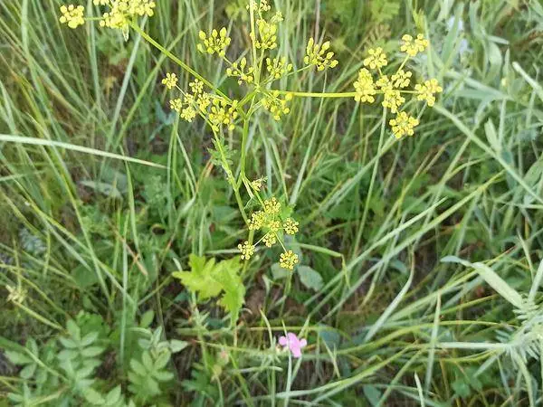 Whole plant