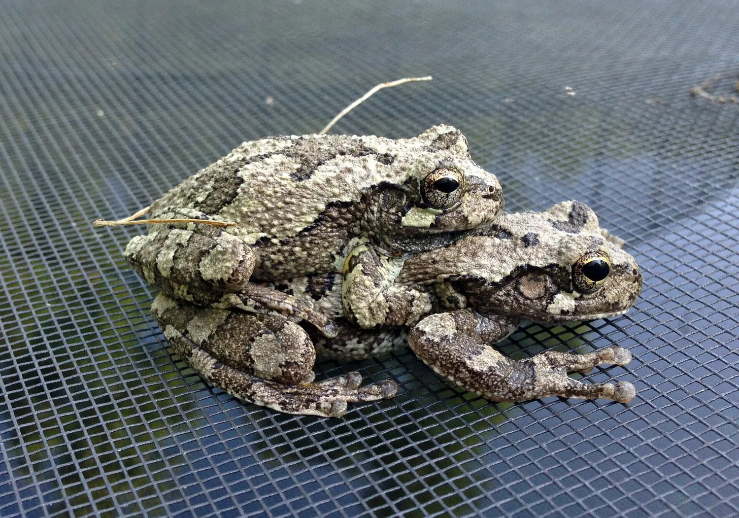 Gray tree frog — a returning native