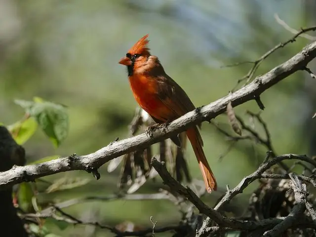 Northern Cardinal